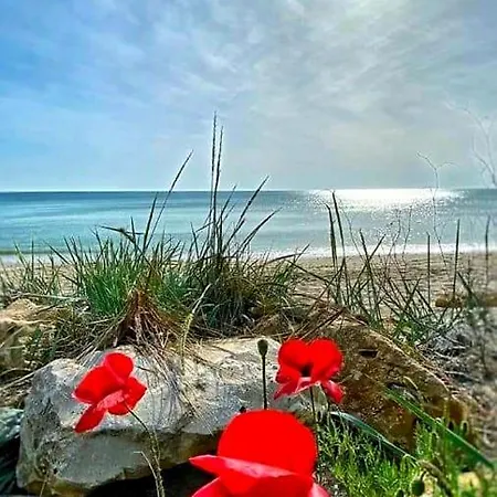 Yvo Mermaid & / Mangalia סאטורן